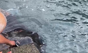 Feeding a Wild Manta Ray