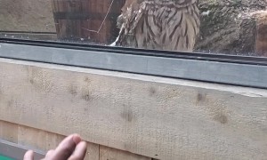 Owl Has Heard Enough