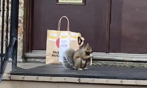 Squirrel Enjoys His Food Delivery