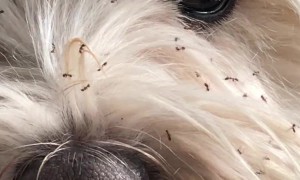 Westie Gets Covered in Ants