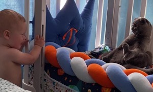 Cat Freezes to Avoid Baby's Attention