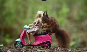 Red Squirrel Joins Toy World
