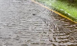 Alligator Swimming Up Old Dixie Highway