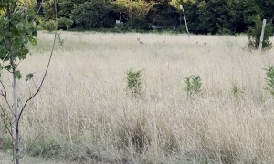 Dog And Coyote Prance Together