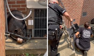 Police rescue runaway pig