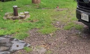 Rain Can't Stop Water-Loving Dog From Taking a Swim