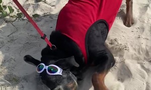 Dog with Goggles Loves Sand
