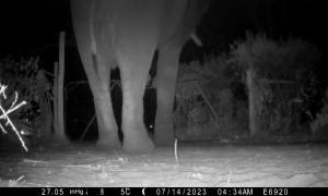 An Elephant Tiptoes Gently Over My Garden Gate