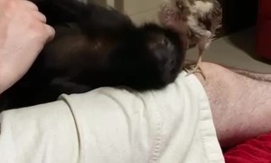 Adorable Baby Howler Monkey and Tiny Chicken Become Unlikely Best Friends