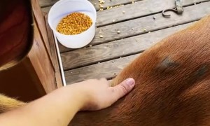 A Very Talkative Deer Receives Scritches