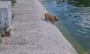 A Small Dog Tries To Swim
