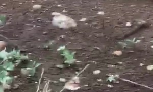 Nature's Ultimate Recycler | The Dung Beetle