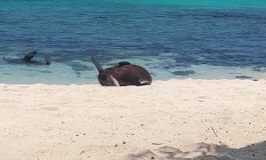 Lazy Seal Rolls Back To The Water