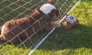 Gary the Bulldog is not the Smartest Goalkeeper