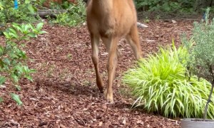 Befriending Orphaned Blacktail Deer and Their Reactions to My Elderly Chihuahua