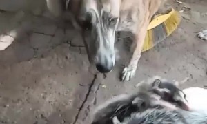 Baby Opossums Ride on Dog's Back