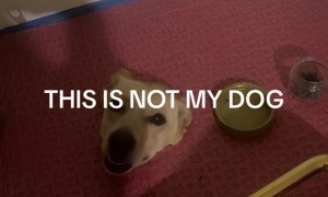 Woman Finds Strange Dog Poking Out of Hole in Floor