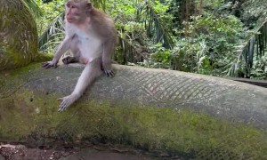 Monkey Tries to Bite Tourist in Bali