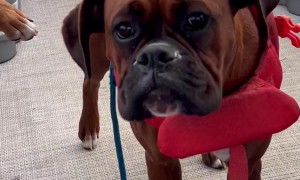 Boating Boxer Rides The Wind