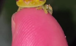 Check out the cutest little frog you have ever seen!