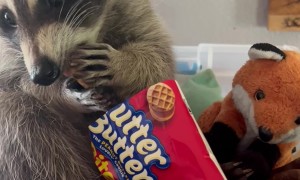Raccoon Finds New Favourite Snack