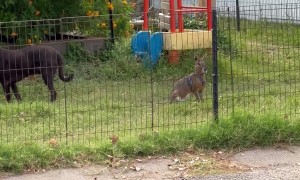 Strange Pet Spotted In Yard