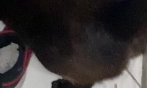 Cat Uses Incense To Cleanse Butthole's Bad Energy