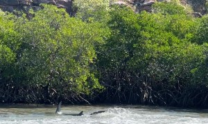 Hammerhead Shark Hunts Stingrays