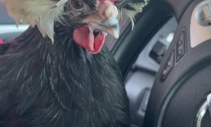 Crested Polish Chicken Enjoys Pup Cup