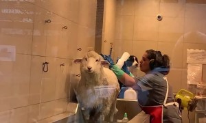 Sheep Does Not Want To Get Clean