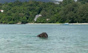 Elephant Escapes From Its Keeper