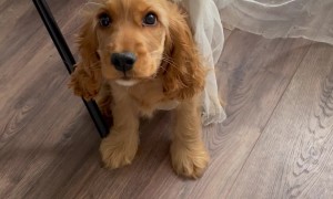 Captured by Curtains