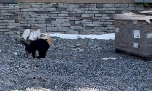 Bear Family Investigates New Building