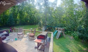 Angry Duck Chases Woman Out Of Yard