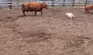 Crazy Cow