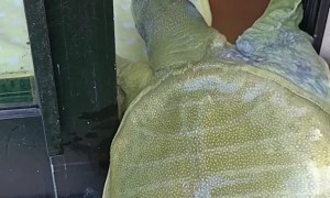Pet Turtle Opens Door By Itself