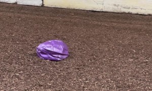 Horse Meets and Defeats Purple Exercise Ball