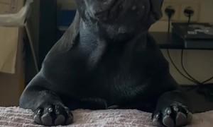 One Dog's Love Affair with Summer's Best Snack