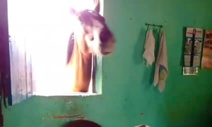 Horse Dances When Child Sings