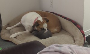Gentle Dog Plays With New Kitten