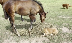 Corgi And Colt Are Best Friends