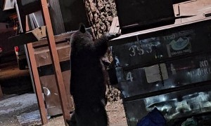 Tahoe Bears Go Garbage Hunting