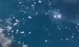 Tiger Shark Attacks Whale