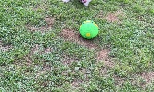 Playful Dog Startled By Spontaneous Ball Transformation