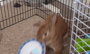 Bunny Throws A Temper Tantrum For More Salad