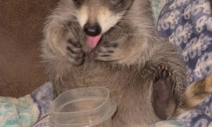 Little Raccoon Enjoys a Bedtime Snack