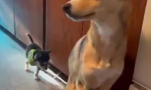 Amputee Puppy Learns to Walk From His Big Brother