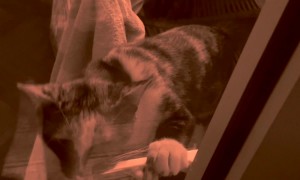 Cat Wants the Door Open