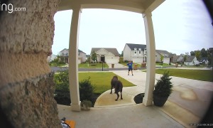 Dog's Zoomies Take Out Husband