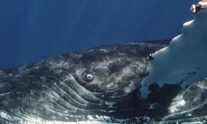 Diver Captures Incredible Footage of Humpback Whale and Calf